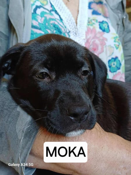 Moka