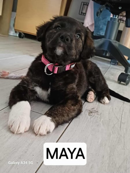 Maya