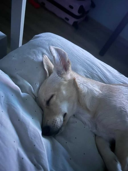 Lumi