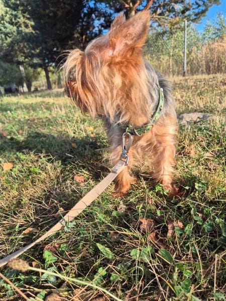 Mika