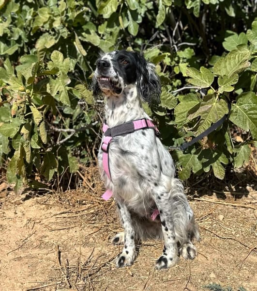 LEYLA (Animalea)