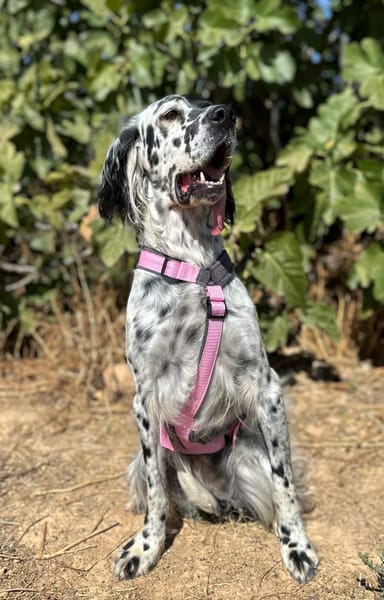 LEYLA (Animalea)