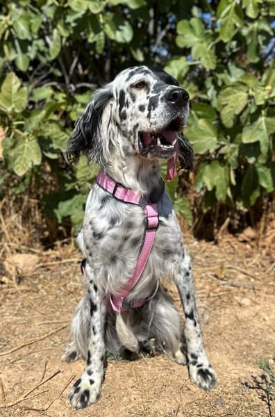 LEYLA (Animalea)