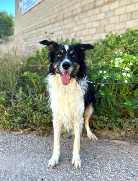MARSHALL (Animalea)