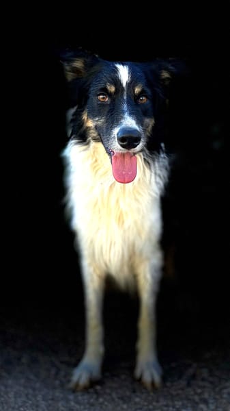 MARSHALL (Animalea)