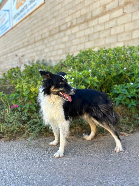 MARSHALL (Animalea)