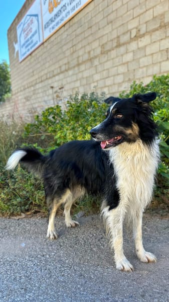 MARSHALL (Animalea)