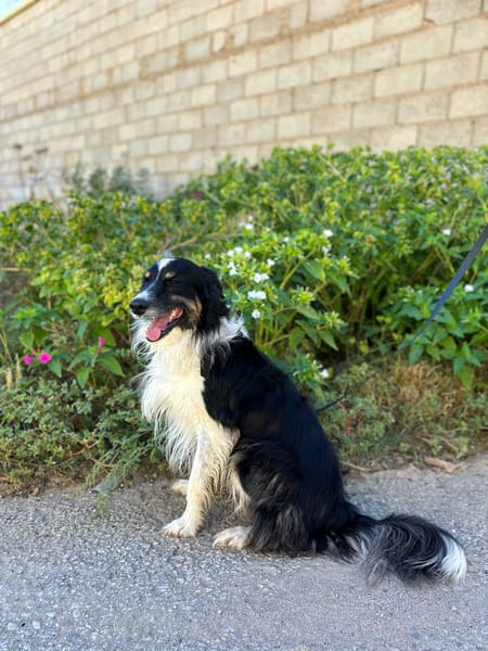 MARSHALL (Animalea)