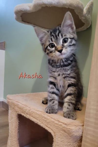 AKASHA