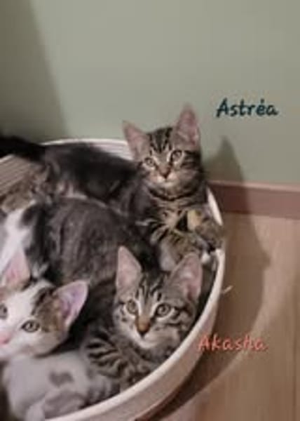 ASTREA