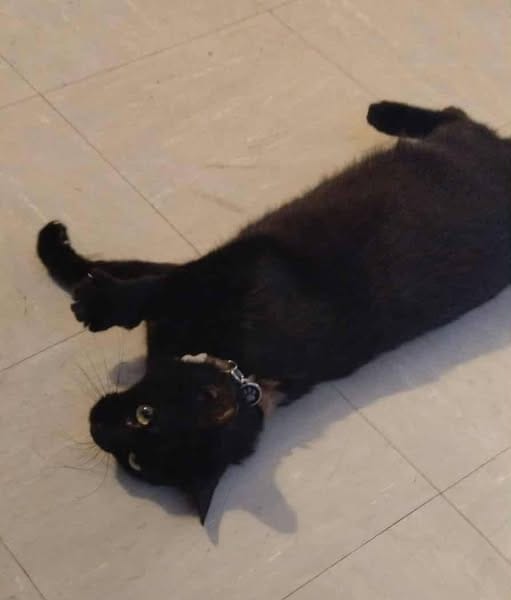 MINETTE