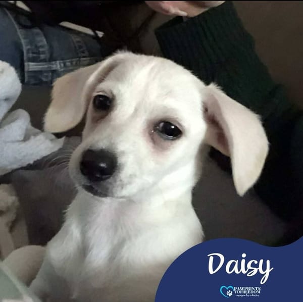 Daisy
