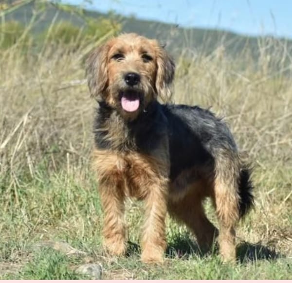 SKIPPER