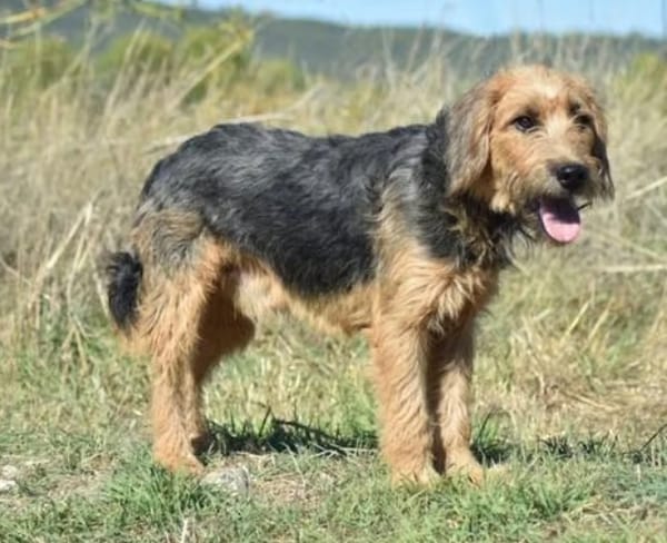 SKIPPER