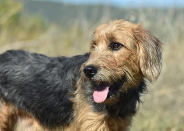 SKIPPER