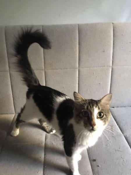 Zazou aus dem Tierschutz