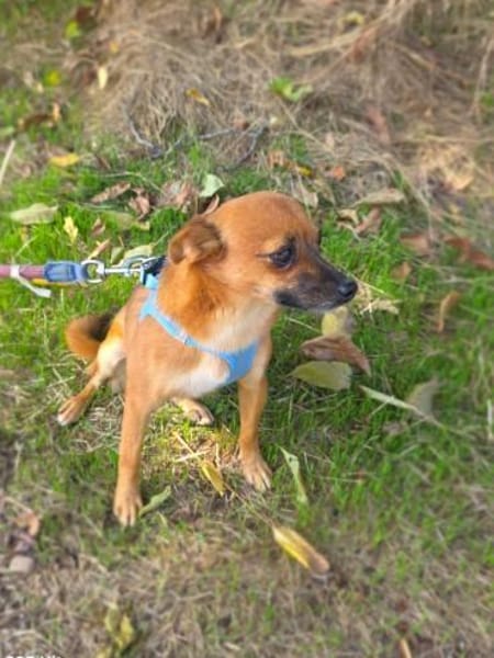 Bambi und zauberhaftes Mädchen
