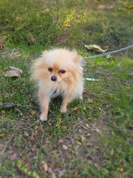 Pomeranien Banu sucht Körbchen
