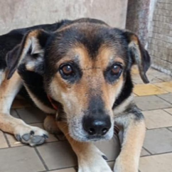 Hundeopi SPIKE
