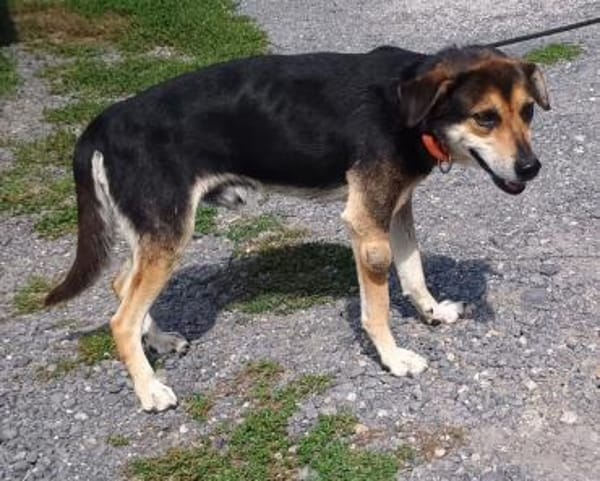 Hundeopi SPIKE