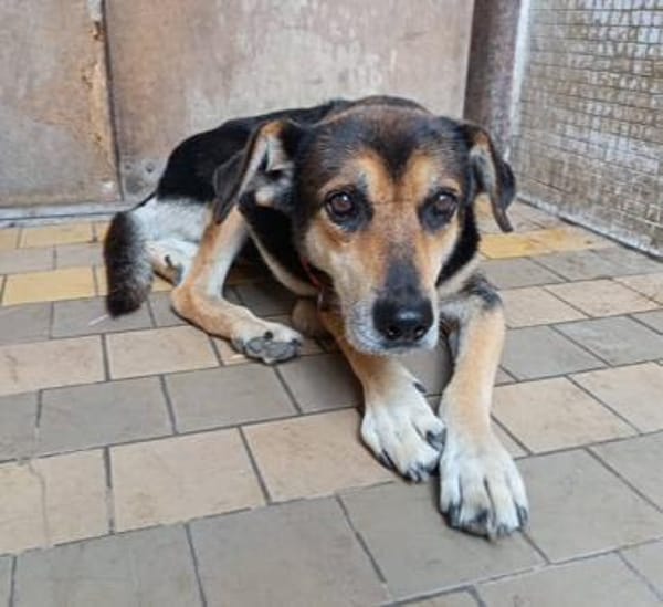 Hundeopi SPIKE