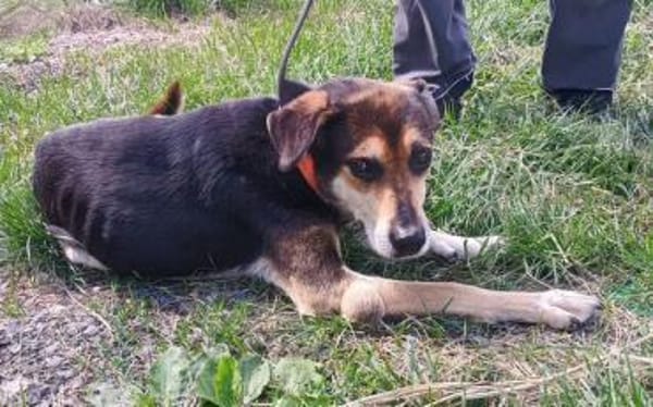 Hundeopi SPIKE