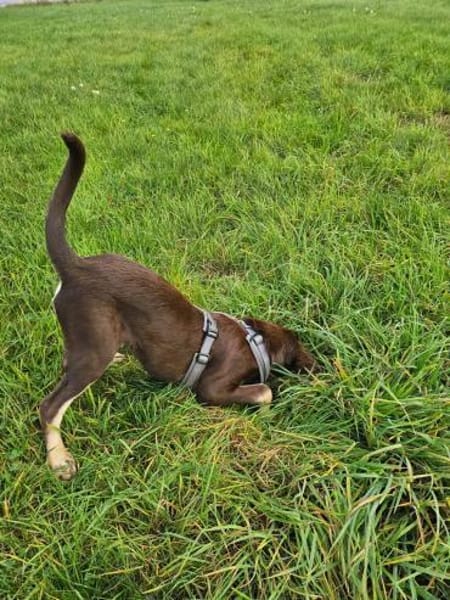 Bruno ein entspannter Junghund