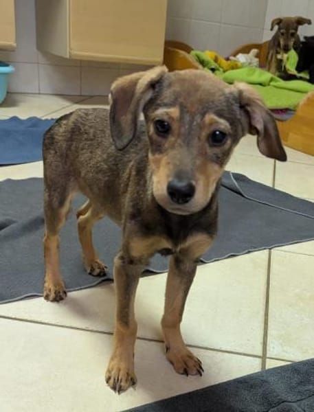 Mimi sucht ein liebevolles Zuhause