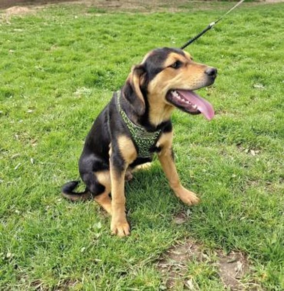 Familien Hund Topcho sucht ein Zuhause