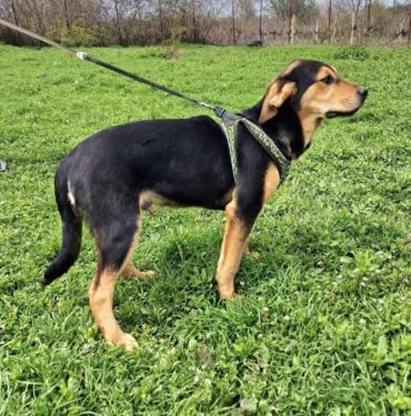 Familien Hund Topcho sucht ein Zuhause