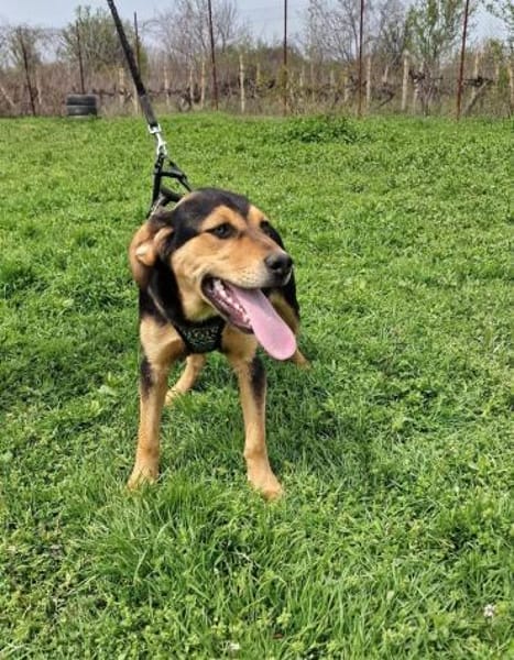 Familien Hund Topcho sucht ein Zuhause