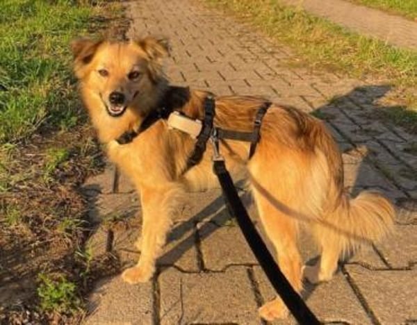 Froehliche DASHA