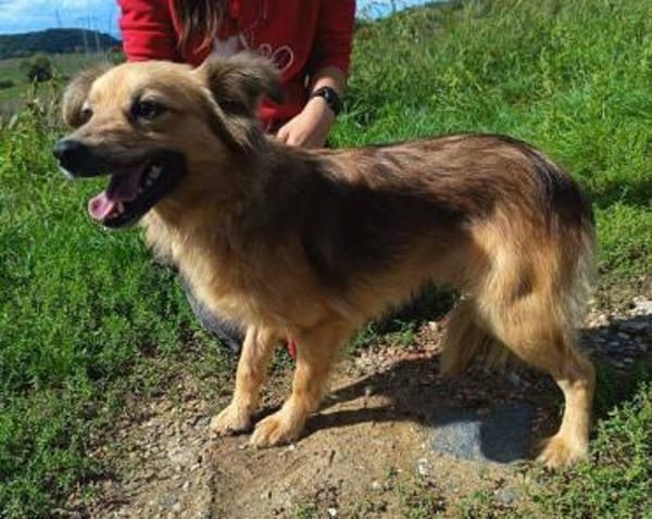 Froehliche DASHA