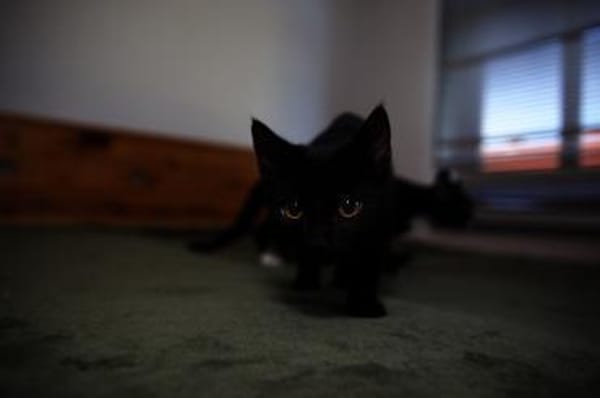 Katzenkind AMAYA sucht ihr Zuhause!