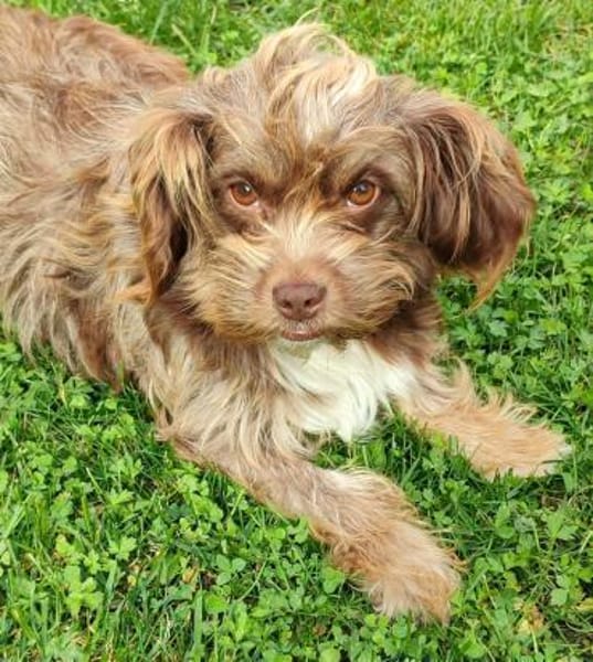 Heidi - kl.Hund mit grossem Herz