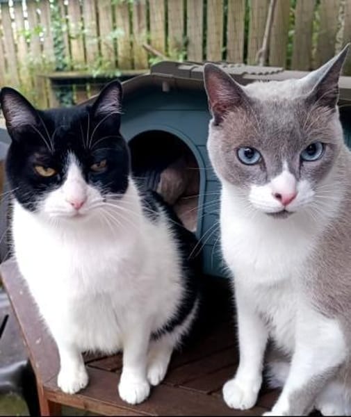 Leo & Vito suchen zusammen