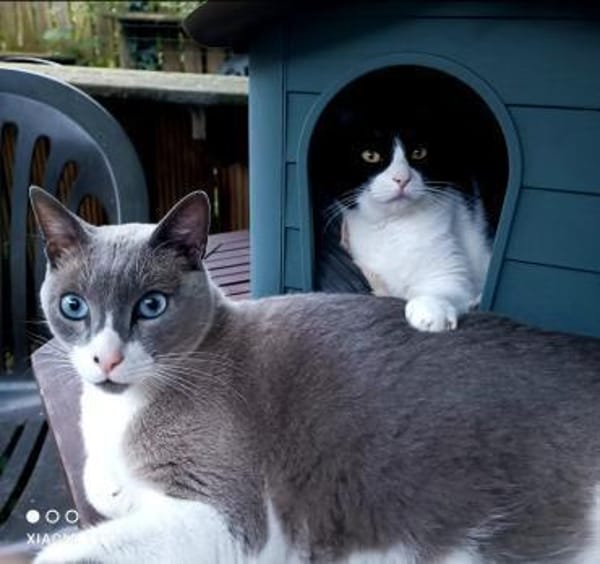 Leo & Vito suchen zusammen