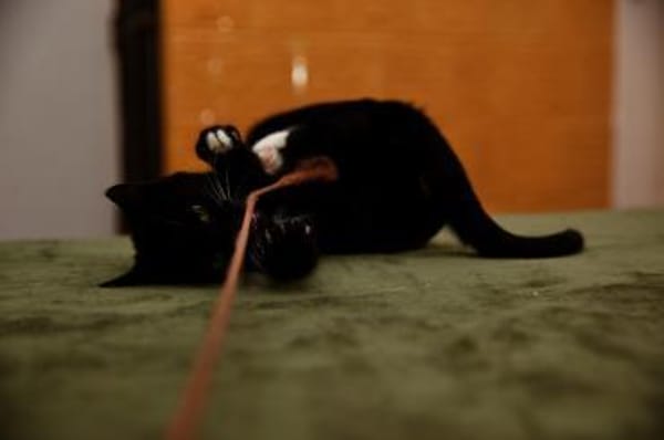 Katzenkind PENELOPE sucht ihr Zuhause!