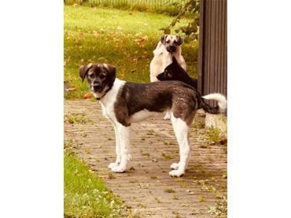 Neli - wartet in 35619 Braunfels