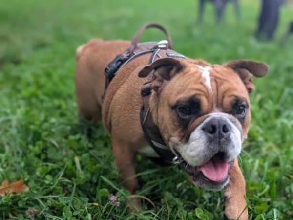 Betty sucht tolles zu Hause