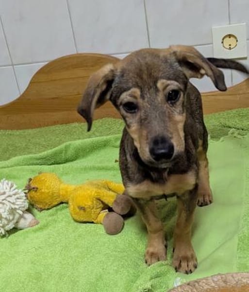 Pluto sucht ein Zuhause