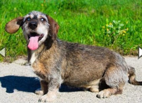 Pivi, blinder, fitter Senior