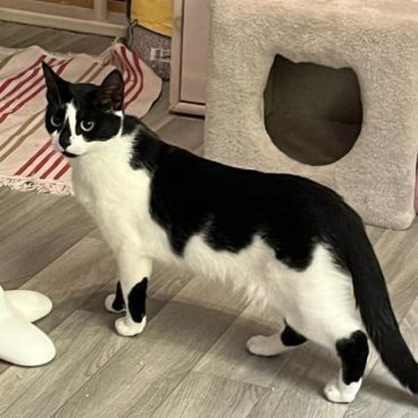Patty sucht ein liebevolles Zuhause