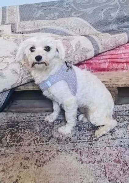 Milla sucht ein Zuhause
