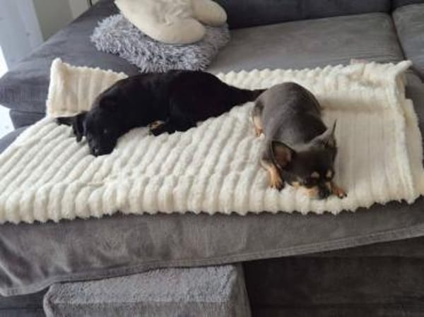 Liebe LEXI sucht ihr Für-Immer-Zuhause