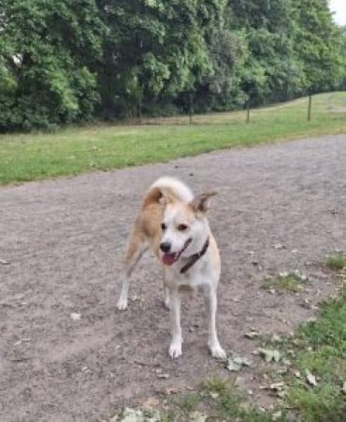 Timmy jetzt Albu 48 cm (Pflegestelle)