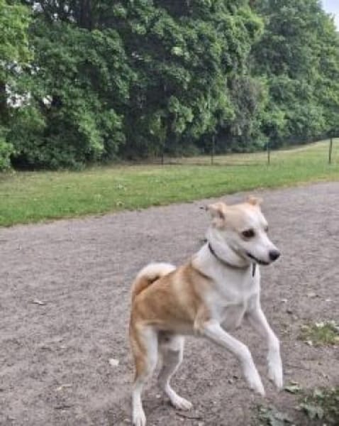 Timmy jetzt Albu 48 cm (Pflegestelle)