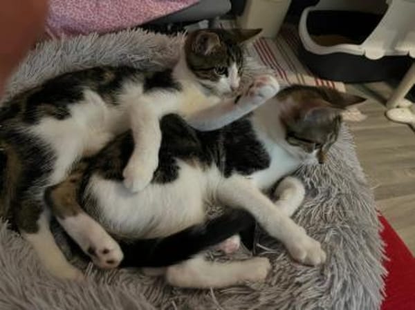 Izzy u. Ivo suchen ein liebevolles Heim