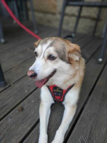 Sandy - hübsche Omi sucht Zuhause