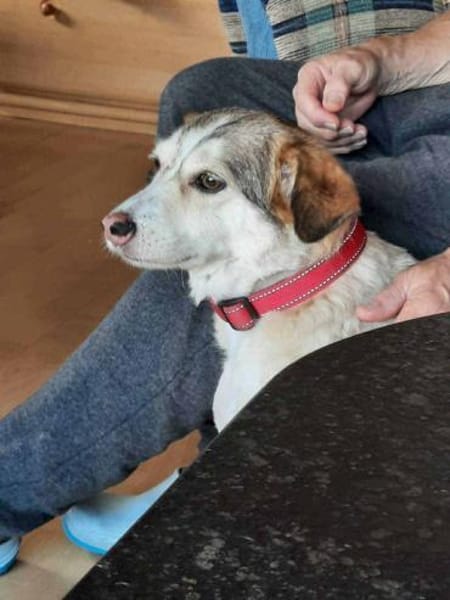 Sandy - hübsche Omi sucht Zuhause